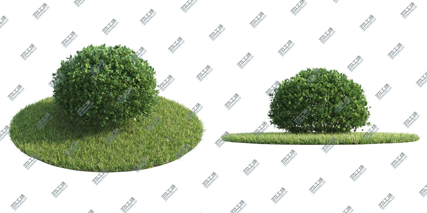 images/goods_img/202104093/Seven Bushes/5.jpg